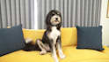 make your dog talk with stunning vfx for your videos