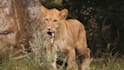 create wild animals videos ,animals documentary videos for youtube