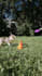 create ugc video ad with dog model