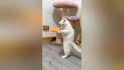 create monetizable funny animal videos and shorts for youtuber