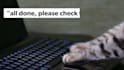 create cute cat video ads for your business