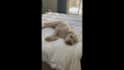 create dog ugc videos for your amazon pet product listing