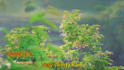 create nature relaxing rain video for youtube