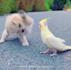 provide you animal funny compilation videos for youtube