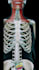 create 3d medical animation, anatomy, surgery animation, 3d explainer video