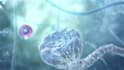 create realistic 3d medical animation and anatomy visualization