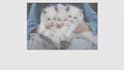 write SEO optimized pet article or blog for you