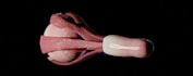 sculpt any human organ in blender