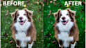 upscale, enhance and expertly colorize images, photos for stunning results