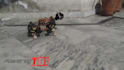 do robotic dog or cat project codding for you