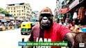 create viral gorilla vlog videos