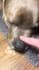 create cat or dog ugc videos for your product or services