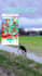 make ugc videos and ads with my dogs