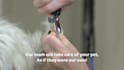 create 3 pet care, and dog grooming service promo video