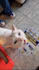 create copyright free funny pets compilations and animals videos