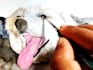 do custom pet portrait, cat portrait, dog portrait drawing