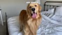create dog or cat ugc content for pet product, pet company and social advert
