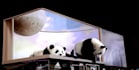 do 3d billboard animation, 3d anamorphic billboard, billboard, cgi animation