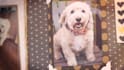 create a slideshow memorial video for your special family pet