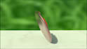 the logo animation in your mind can be done here