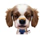 be Bobby, the dog, your Animal Spokesperson