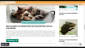 design professional blog website wordpress website or wordpress blog