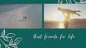 edit dynamic photo collage, wedding slideshow video, photo montage