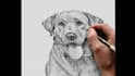 draw portrait of your pet