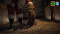 make happy dog christmas greeting video