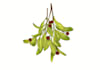 draw plant, botanical illustration