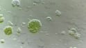 do microscopic images for your publication