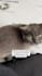 create custom engaging ugc videos tailored to pet brands