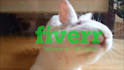 make this bunny licking your logo or text video