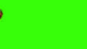 create liquid gold logo reveal intro in full HD