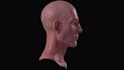 model and texture realistic or stylized head for character