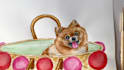 paint a custom animal painting