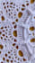 test and promote your crochet pattern via social media