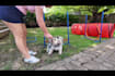 create authentic pet ugc video content for your brand