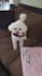 create ugc videos for pet brands