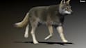 do any 3d animal model 3d animation 3d creature 3d character animation cgi fx