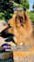 create ugc videos for pet products, services and apps