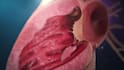 create realistic 3d surgical and anatomy animation, scopic vision