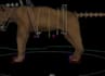 custom 3d animal rigging, character rigging ,blender wildlife rigging and print