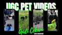 create premium ugc pet videos featuring my dog