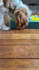 create ugc with my cavalier king charles spaniel, frankie