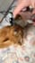 create high converting ugc pet videos for your cat brand