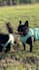create ugc videos for your pet brand