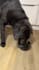 create german ugc videos for dog brands