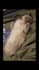 create authentic tiktok and reels ugc with my ragdoll cat