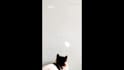 ai enhanced short video editing